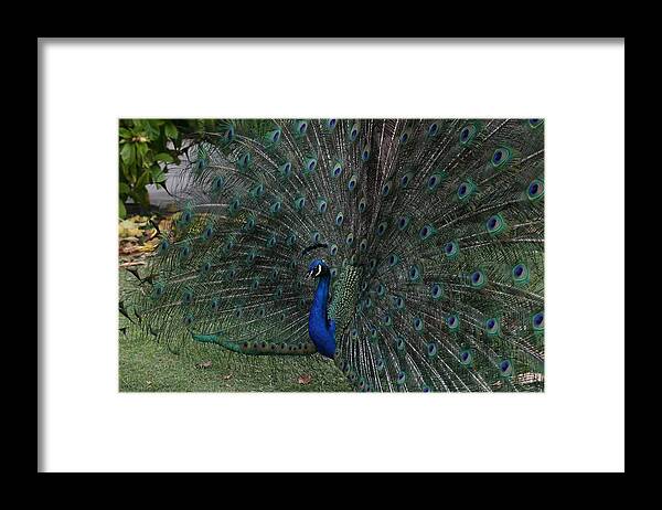 Indian Peafowl Framed Print featuring the photograph Peacock Fanning Tail by Mingming Jiang