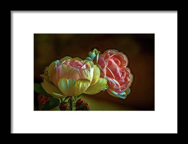 2 Pink Roses Framed Print featuring the photograph 2 Pink Roses #j0 by Leif Sohlman