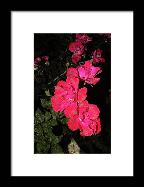 2 Red Roses 2 1092020 1185.jpg Framed Print featuring the photograph 2 Red Roses 2 1092020 1185.jpg by David Frederick