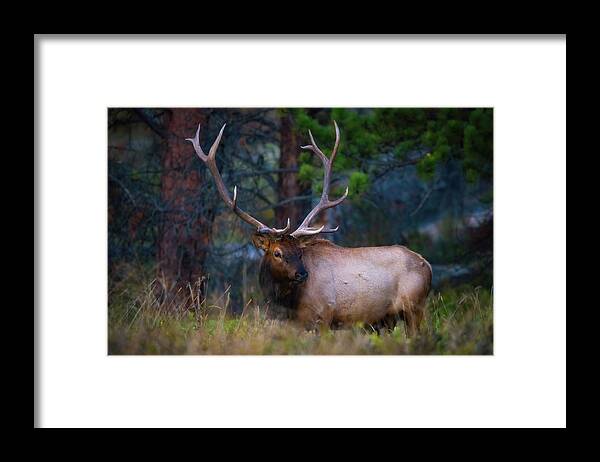 Elk Framed Print featuring the photograph Rocky Mountain Elk #2 by Darren White