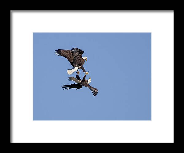 Eagle Framed Print featuring the photograph Sky Dancing #1 by Art Cole