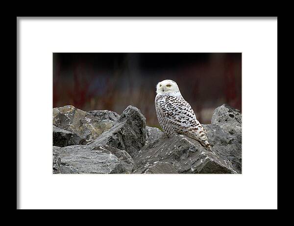 Snowy Owl Framed Print featuring the photograph Snowy Owl #2 by Timothy McIntyre