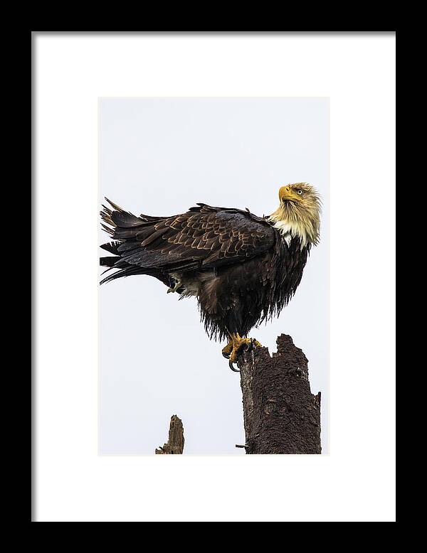 Eagle Framed Print featuring the photograph Soggy Eagle #2 by Michelle Pennell