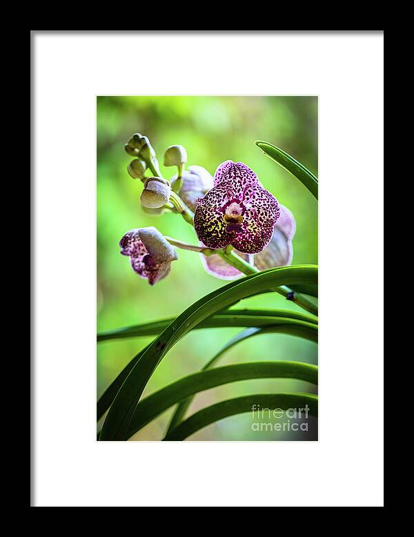Ascda Kulwadee Fragrance Framed Print featuring the photograph Spotted Vanda Orchid Flowers #2 by Raul Rodriguez