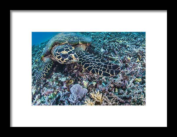 Tranquility Framed Print featuring the photograph The underwater world of Java Sea, Gili Islands, Lombok, Indonesia. #2 by Giordano Cipriani