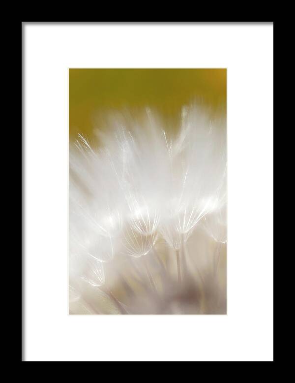Red Framed Print featuring the photograph White Blossom 1 #2 by Dubi Roman