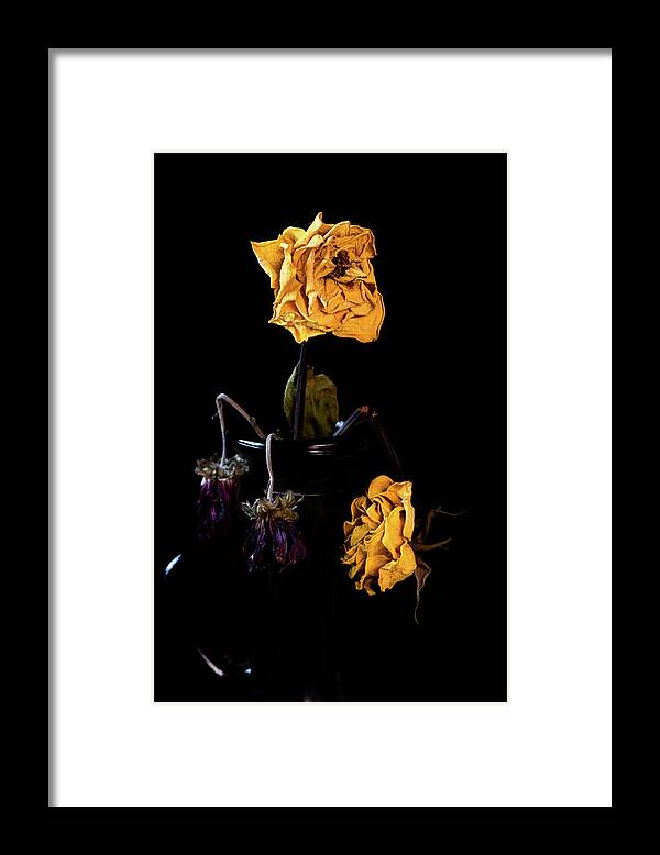 Wither Framed Print featuring the photograph Wilted and dry yellow rose flower on a vase on a black background. #2 by Michalakis Ppalis