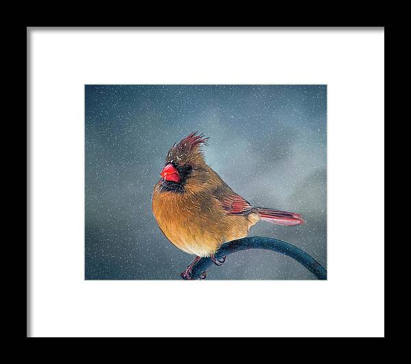 Bird Framed Print featuring the photograph Winter Cardinal by Cathy Kovarik