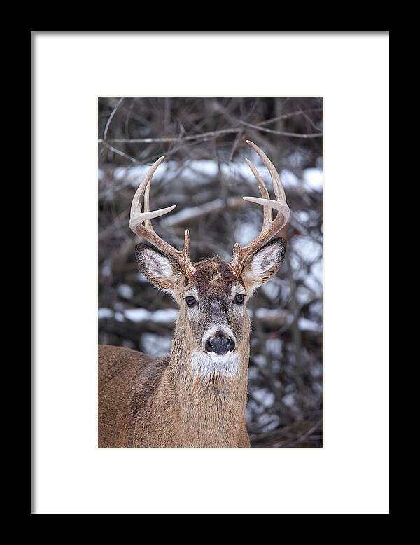 Winter Framed Print featuring the photograph Winter Whitetail #2 by Brook Burling