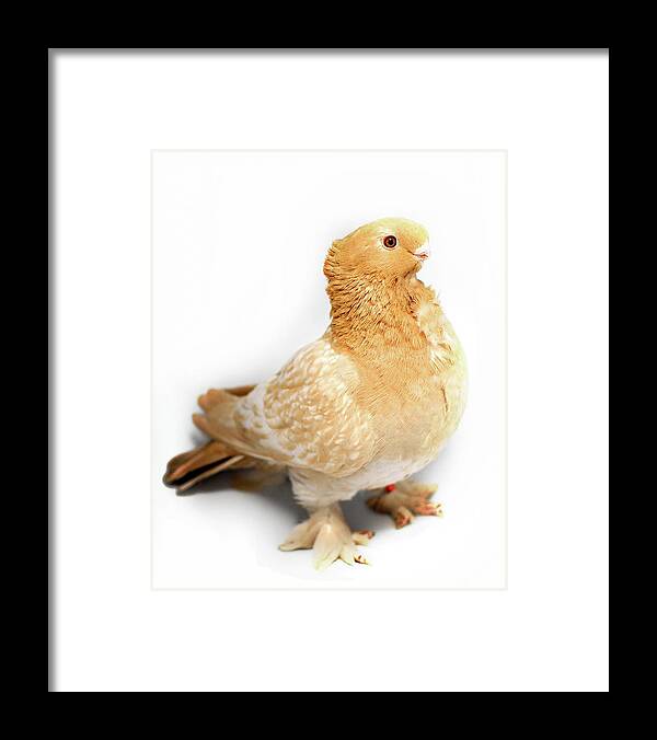 Pigeon Framed Print featuring the photograph Yellow Modern Frill Pigeon #2 by Nathan Abbott