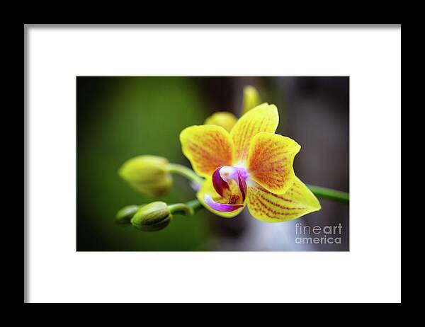 Background Framed Print featuring the photograph Yellow Orchid Flowers #2 by Raul Rodriguez