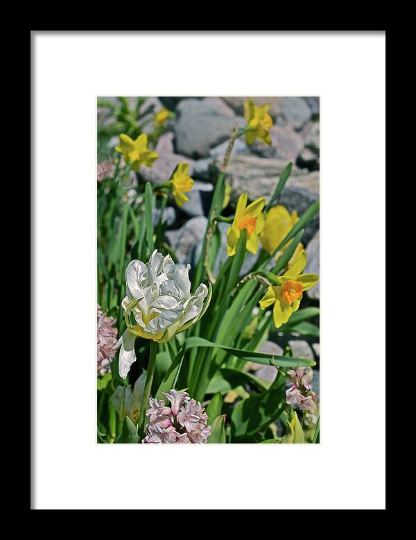 Tulips Framed Print featuring the photograph 2020 Acewood Tulips, Hyacinth and Daffodils by Janis Senungetuk
