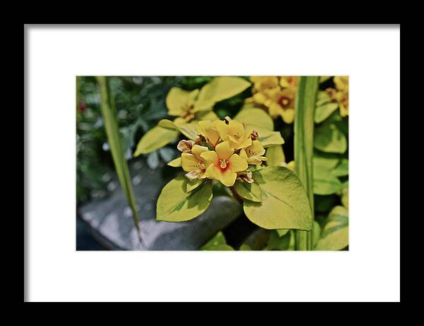 Flowers Framed Print featuring the photograph 2020 Mid June Garden Container 1 by Janis Senungetuk