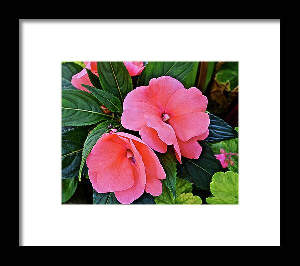 Impatiens Framed Print featuring the photograph 2020 Mid June Garden Impatiens by Janis Senungetuk