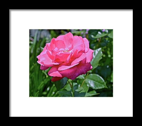 Rose Framed Print featuring the photograph 2020 Mid June Garden Rose by Janis Senungetuk
