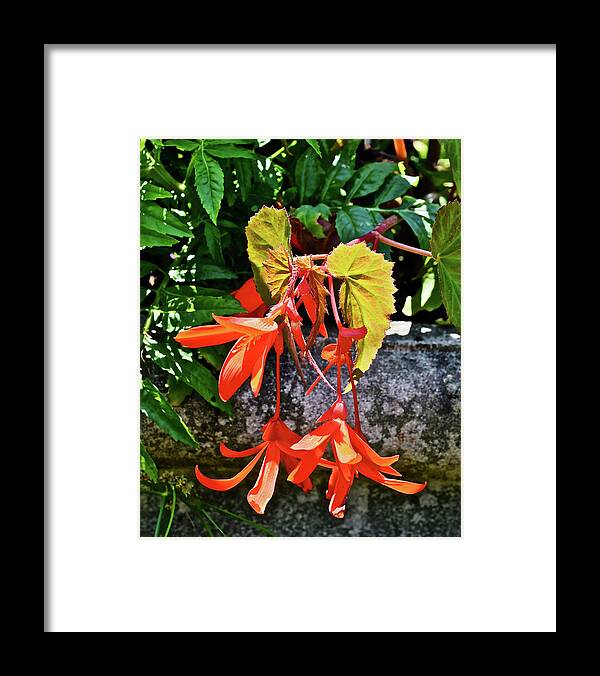 Begonia Framed Print featuring the photograph 2020 Mid June Garden Welcome by Janis Senungetuk