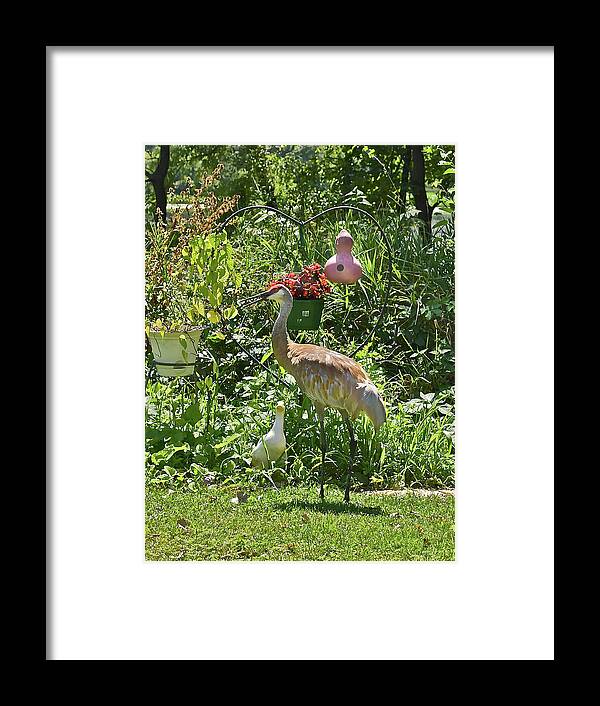 Sandhill Cranes Framed Print featuring the photograph 2021 August Sandhill Crane by Janis Senungetuk