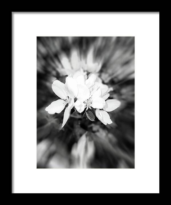 2021 Framed Print featuring the photograph 2021 Black and White Apple Blossom Zoom Blur Photograph by Delynn Addams