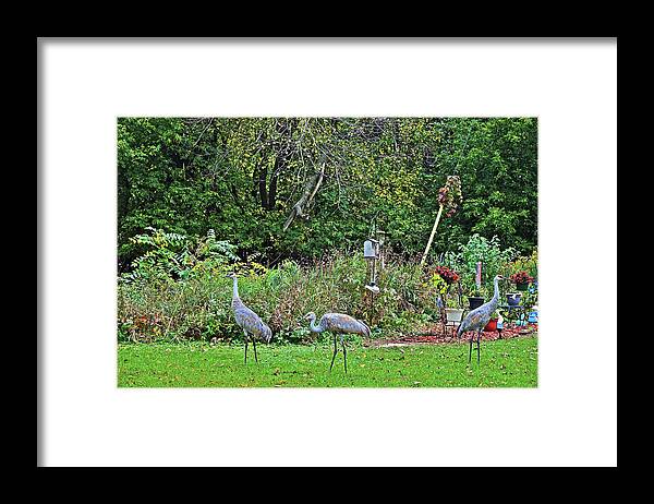 Sandhill Cranes Framed Print featuring the photograph 2021 Fall Sandhill Cranes 3 by Janis Senungetuk