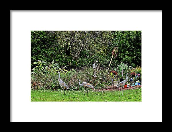 Sandhill Cranes; Backyard; Birds; Framed Print featuring the photograph 2021 Fall Sandhill Cranes 4 by Janis Senungetuk