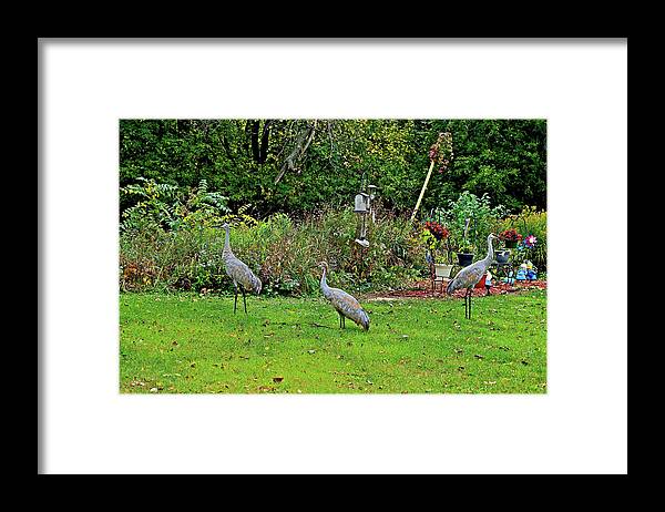Sandhill Cranes; Birds; Backyard; Framed Print featuring the photograph 2021 Fall Sandhill Cranes 5 by Janis Senungetuk