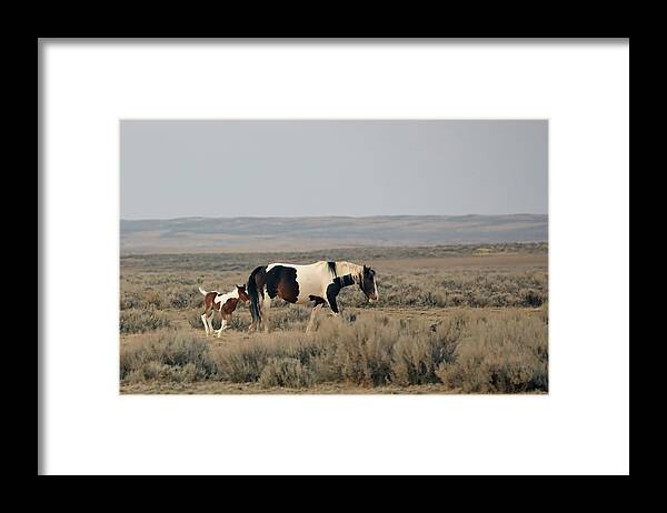 Mustangs Framed Print featuring the photograph 2021 Mustang Foal by Jean Clark