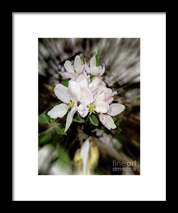 2021 Framed Print featuring the photograph 2021 White Apple Blossom Zoom Blur Photograph by Delynn Addams