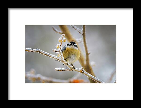 2021 Framed Print featuring the photograph 2021.02.16_20000227 - Red Breasted Nuthatch #2021021620000227 by Mike Mcquade