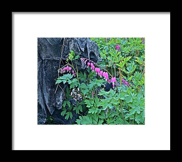 Spring Flowers Framed Print featuring the photograph 2021Late April Bleeding Hearts 1 by Janis Senungetuk