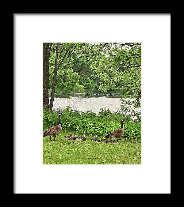 Canadian Geese Framed Print featuring the photograph 2022 Geese and Goslings Visiting the Basin by Janis Senungetuk