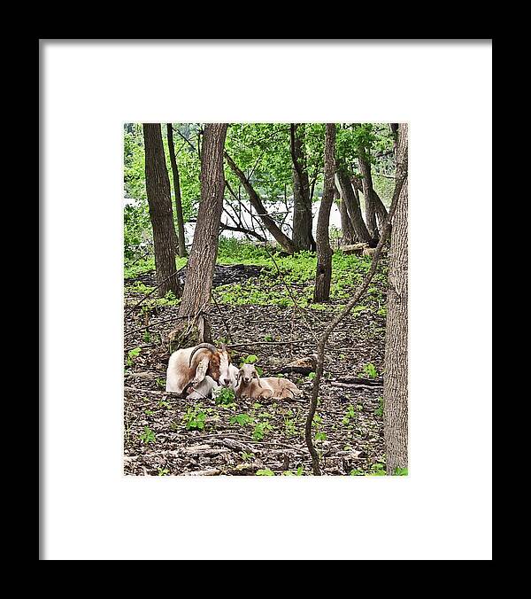Goats Framed Print featuring the photograph 2022 Visiting Goats Mom with Kids by Janis Senungetuk