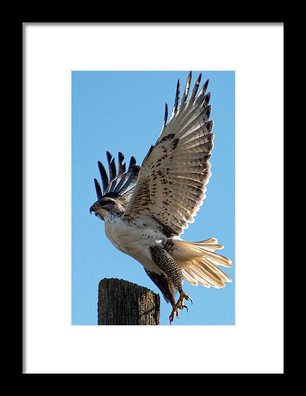 Birds Framed Print featuring the photograph Beautiful Bird Photograph #22 by Nature Photography