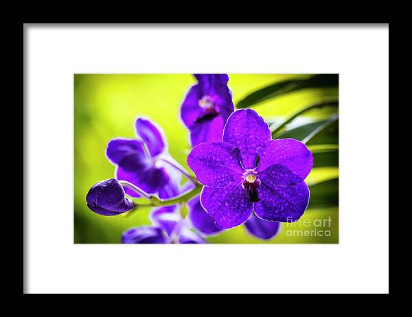 Background Framed Print featuring the photograph Purple Orchid Flowers #27 by Raul Rodriguez