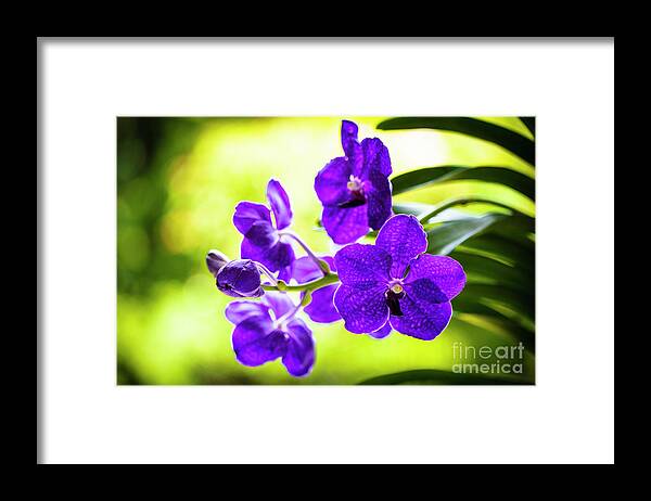 Background Framed Print featuring the photograph Purple Orchid Flowers #29 by Raul Rodriguez