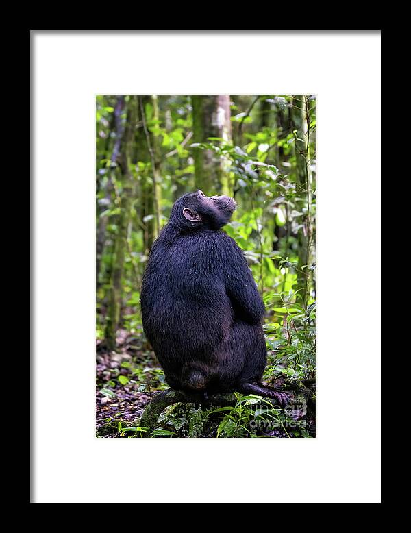 Chimpanzee Framed Print featuring the photograph Adult chimpanzee, pan troglodytes, in the tropical rainforest of #3 by Jane Rix