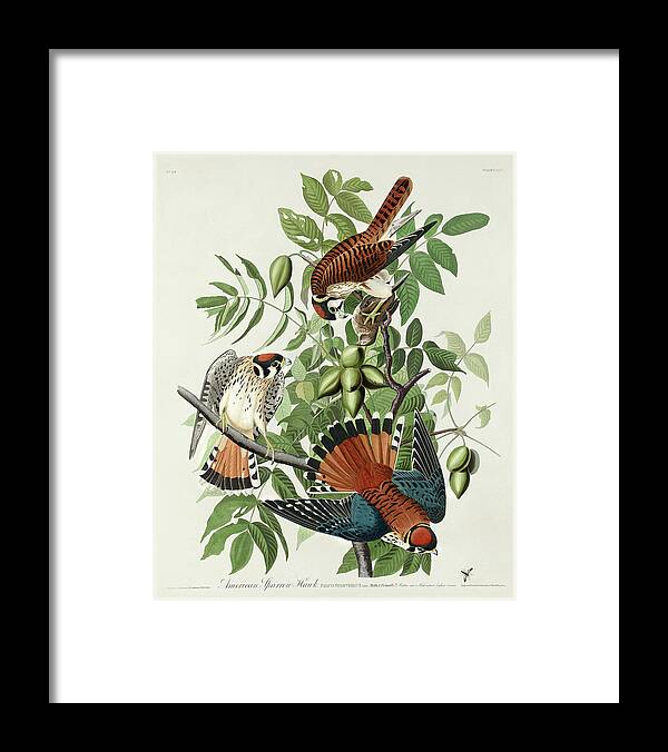 Audubon Birds Framed Print featuring the drawing American Sparrow Hawk #3 by John James Audubon