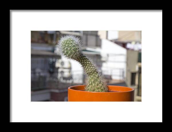 Tranquility Framed Print featuring the photograph Cactus with penis shape #3 by Fernando Trabanco Fotografía