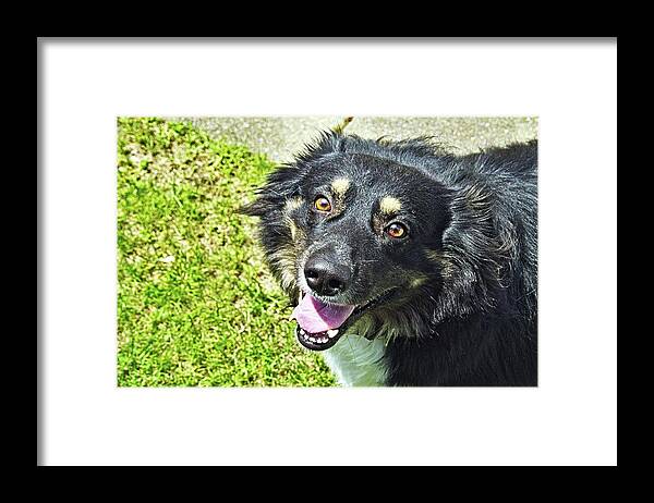 Dog Framed Print featuring the photograph Dog #3 by Karl Rose