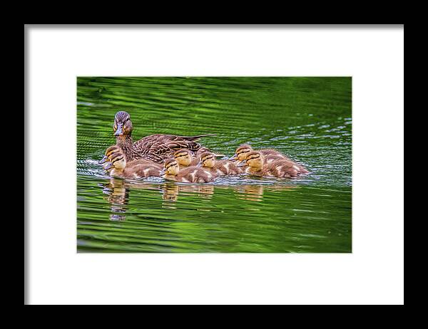 Ducklings Framed Print featuring the photograph Family Outing #3 by Cathy Kovarik