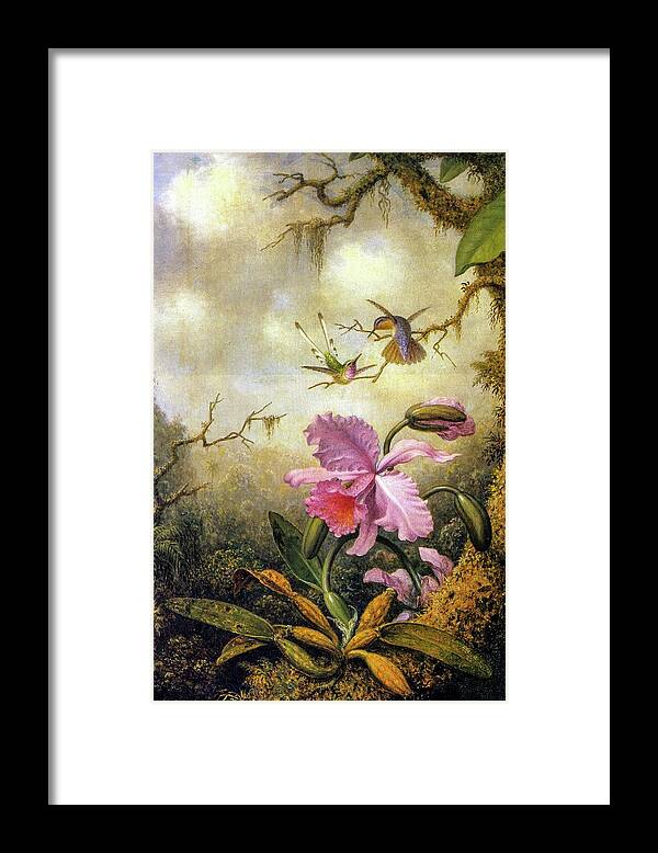 Martin Johnson Heade Framed Print featuring the painting Hummingbirds and Orchids #3 by Martin Johnson Heade