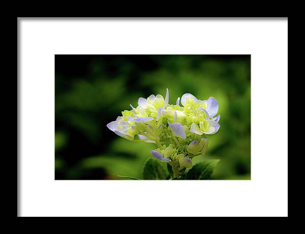 Flower Framed Print featuring the photograph Hydrangea #4 by Randy Bayne
