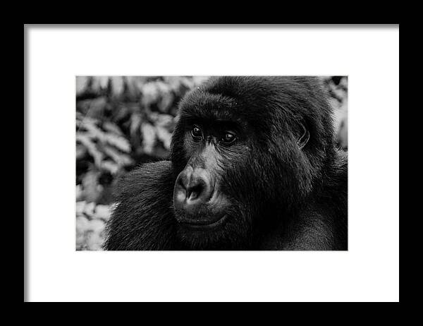 Gorillas Framed Print featuring the photograph Matabishi, Senkwekwe Centre by Kennedy Ngoa