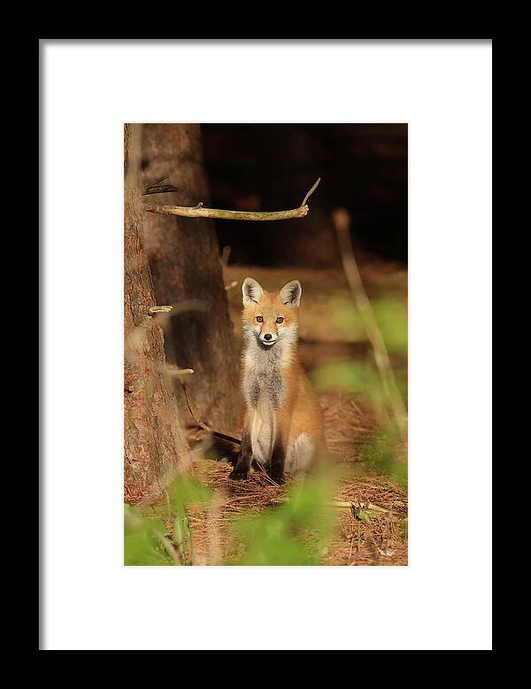 Red Fox Framed Print featuring the photograph Red Fox #4 by Brook Burling