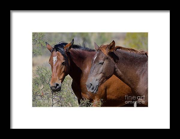 Salt River Wild Horses Framed Print featuring the digital art Salt River Wild Horses #3 by Tammy Keyes