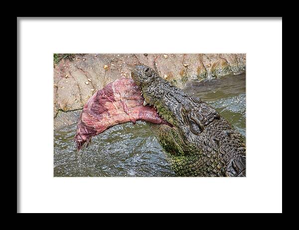 Saltwater Framed Print featuring the photograph Saltwater Crocodile Eating #3 by Carolyn Hutchins