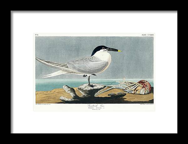 Audubon Birds Framed Print featuring the drawing Sandwich Tern #3 by John James Audubon