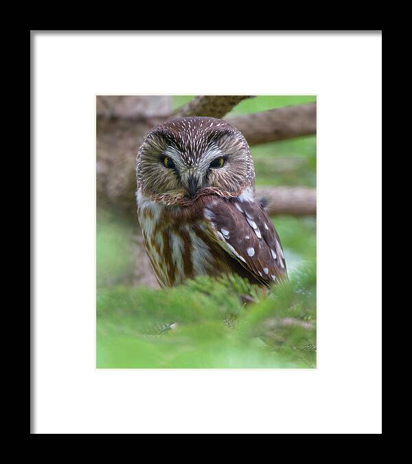 Owl Framed Print featuring the photograph Saw Whet #3 by Timothy McIntyre
