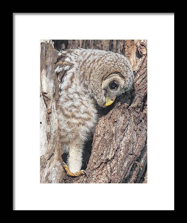 Baby Barred Owls Framed Print featuring the photograph All Systems Go - Initiating Fledging Sequence by Puttaswamy Ravishankar