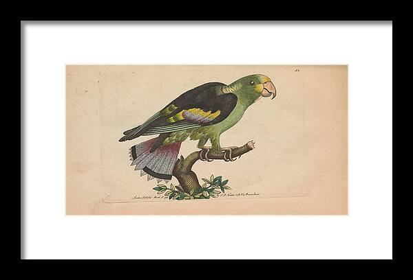 Parrot Framed Print featuring the mixed media Beautiful antique parrot #31 by World Art Collective