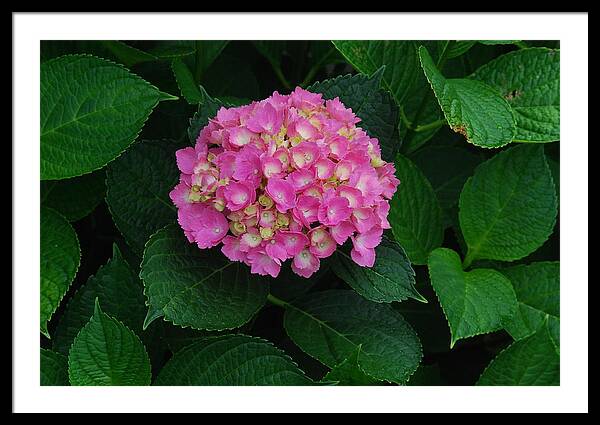 Annabelle Hydrangea Framed Print featuring the photograph Annabelle Hydrangeas #4 by Ee Photography